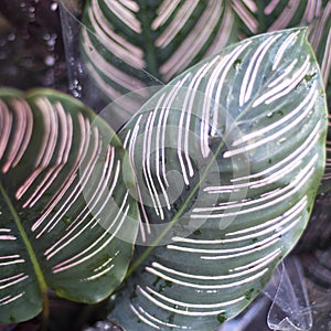 Green plant in the garden. Fresh green and white leaf background Dieffenbachia.