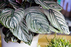 Green plant in the garden. Fresh green and white leaf background Dieffenbachia.