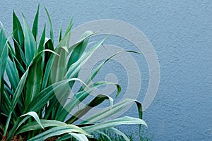 Green plant in the garden. Wall on the background