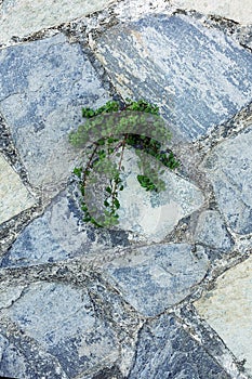 Green plant germinate on an old stone wall. Concept of overcomi