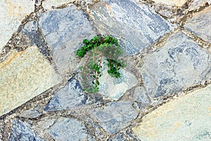 Green plant germinate on an old stone wall. Concept of overcomi