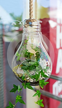 Green plant in glass decoration bulb hangs on a rope
