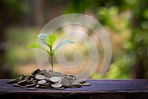 Green plant on the gold coins