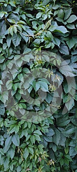 Green plant green  textured background with wild grape wine climbing up wall.