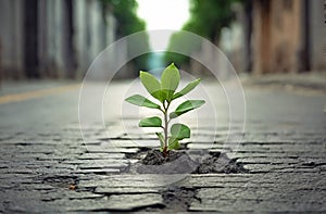 Green plant grow through asphalt