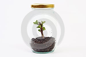 Green plant grow inside glass jar