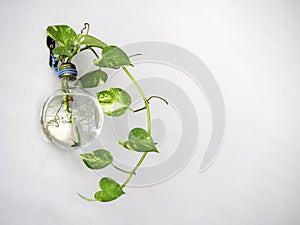 Green plant grow in light bulb water vase.