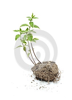 Green plant grow in the soil