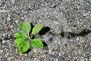 Green plant growing in asphalt