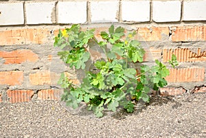 The green plant growing on the asphalt against bri