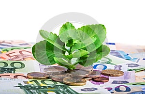 Green plant growing on banknotes and euro coins