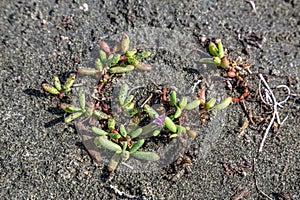 Green plant growing in black sand