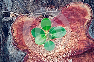 Green plant growing on the bole of a tree cut off