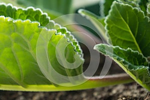 Green plant growing in brown ground, selective focus