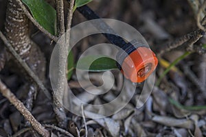 Green plant growing in the drip system. Sprinkler systems, drip irrigation. Water saving drip irrigation system being used in an