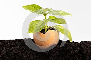 Green plant growing in an egg shell isolated on white background