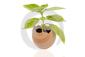 Green plant growing in an egg shell isolated on white background