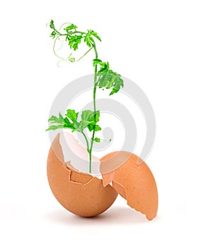 green plant growing in egg shell , new business or start up creative business growth concept