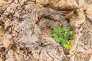 Green plant growing on a gnarled old tree in the town of Trapani