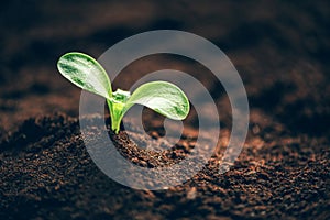 Green plant growing in good soil. Banner with copy space. Agriculture, organic gardening, planting or ecology concept. Young