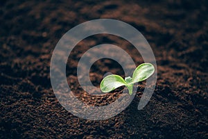 Green plant growing in good soil. Banner with copy space. Agriculture, organic gardening, planting or ecology concept. Young
