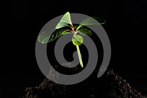 Green plant growing in good soil. Banner with copy space. Agriculture, organic gardening, planting or ecology concept