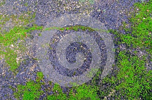 Green plant growing out of floor concrete with cracked abstract