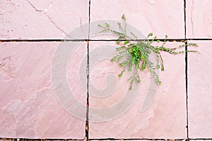 Green plant growing between pink surface concrete floor gap in beautiful shape. hope of life abstract background High-key.