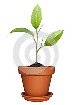 Green plant growing in pot
