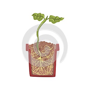 Green plant growing in a pot with ground soil, stage of growth, pot in a cross section vector Illustration