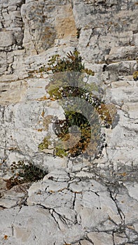 Green plant growing between the rocks in Croatia