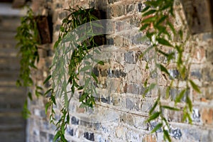 green plant growing on the roots of a brick wall