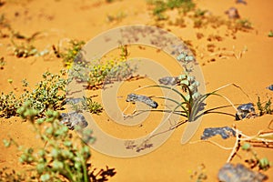 Green plant growing in Sahara Desert, Merzouga, Morocco