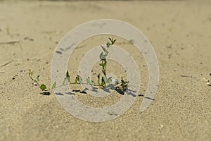 green plant growing on the sand under the scorching summer sun
