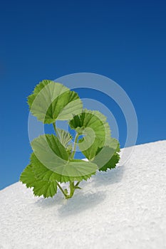 Green plant growing in snow