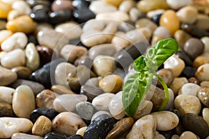 Green plant growing in stones