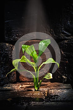 Green plant growing trough dead ground