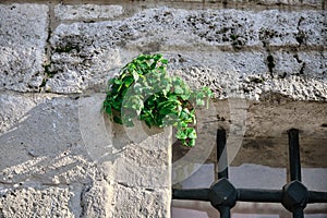 Green plant growing up on the concrete wall