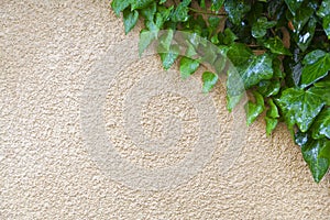 Green plant growing on wall