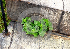 Green Plant Grows Alone Between Steps Like a Weed