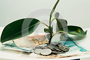 plant grows through iron money coins and dollar bills on a white background