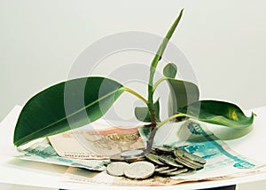 plant grows through iron money coins and dollar bills on a white background
