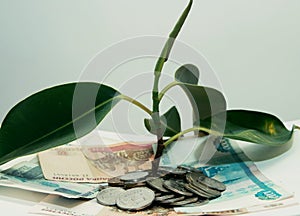 plant grows through iron money coins and dollar bills on a white background