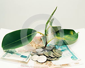 plant grows through iron money coins and dollar bills on a white background