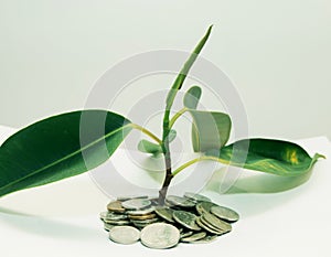 plant grows through iron money coins on a white background