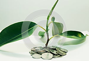 plant grows through iron money coins on a white background