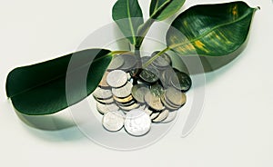 Plant grows through iron money coins on a white background