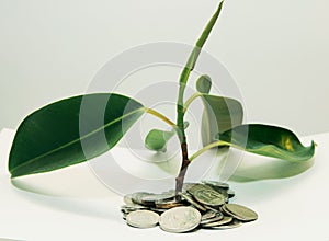 plant grows through iron money coins on a white background