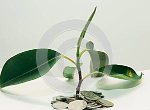 plant grows through iron money coins on a white background