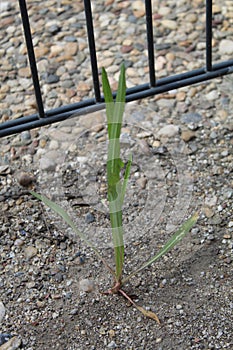 Green plant grows from a stone path in front of a fence photo